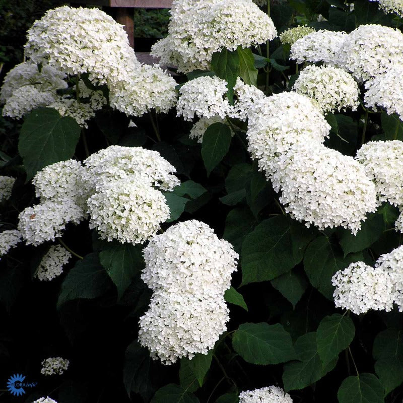 Bilde av HYDRANGEA ARB. STRONG ANNABELLE®-Spanne Plantesalg