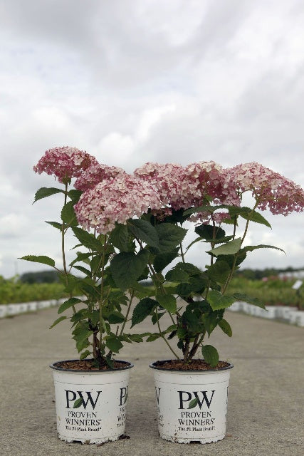Bilde av HYDRANGEA ARB. SWEET ANNABELLE® PROVEN WINNERS®-Spanne Plantesalg