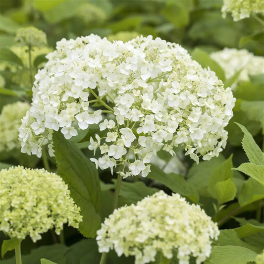 Bilde av Hydrangea arborescens Flowerwow-Spanne Plantesalg
