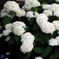 Bilde av HYDRANGEA ARB. STRONG ANNABELLE®-Spanne Plantesalg