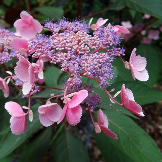 Bilde av HYDRANGEA ASPERA HOT CHOCOLAT-Spanne Plantesalg