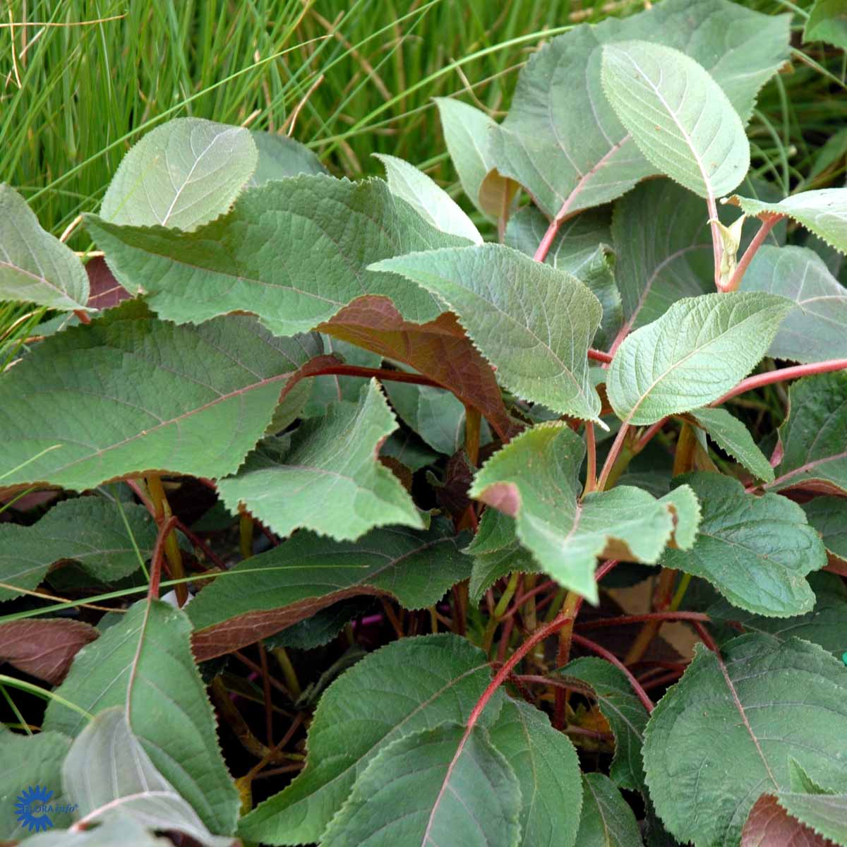 Bilde av HYDRANGEA ASPERA HOT CHOCOLAT-Spanne Plantesalg