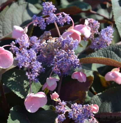 Bilde av HYDRANGEA ASPERA HOT CHOCOLAT©-Spanne Plantesalg