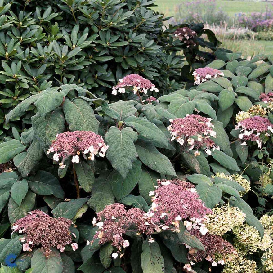 Bilde av Hydrangea aspera sargentiana-Spanne Plantesalg