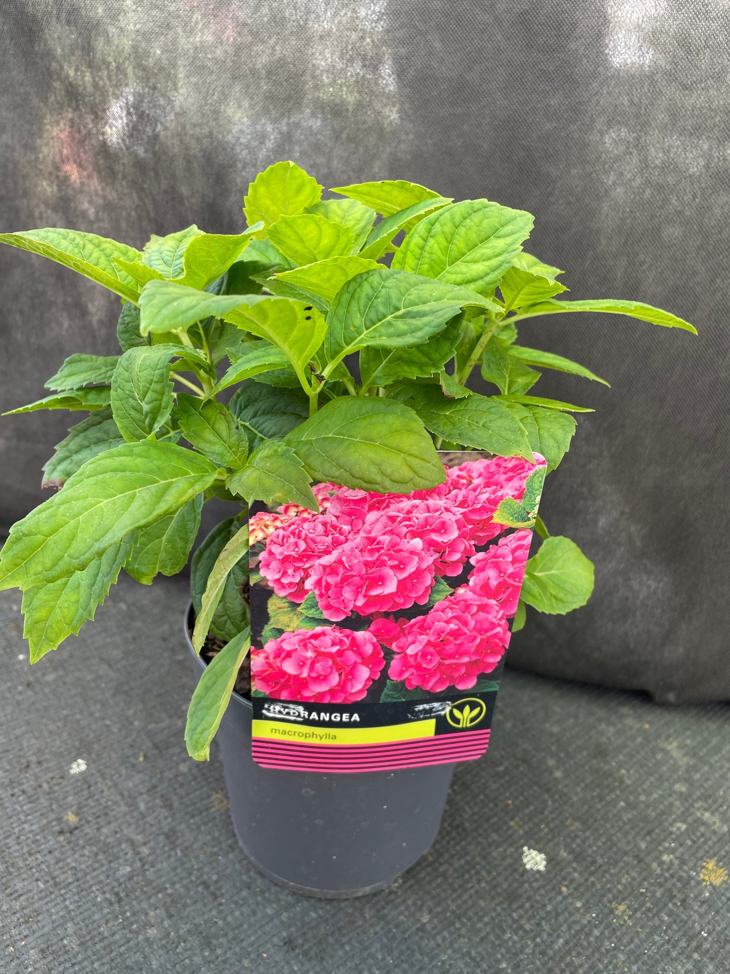 Bilde av Hydrangea m. 'Alpenglühen'-Spanne Plantesalg