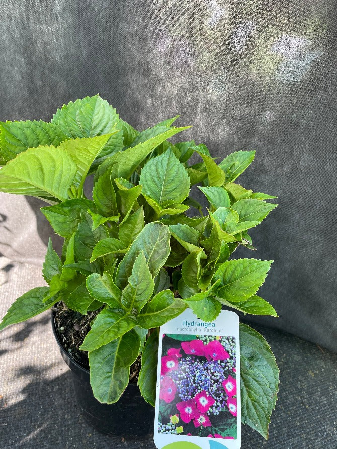 Bilde av Hydrangea m. Teller Red ('Rotkehlchen')-Spanne Plantesalg