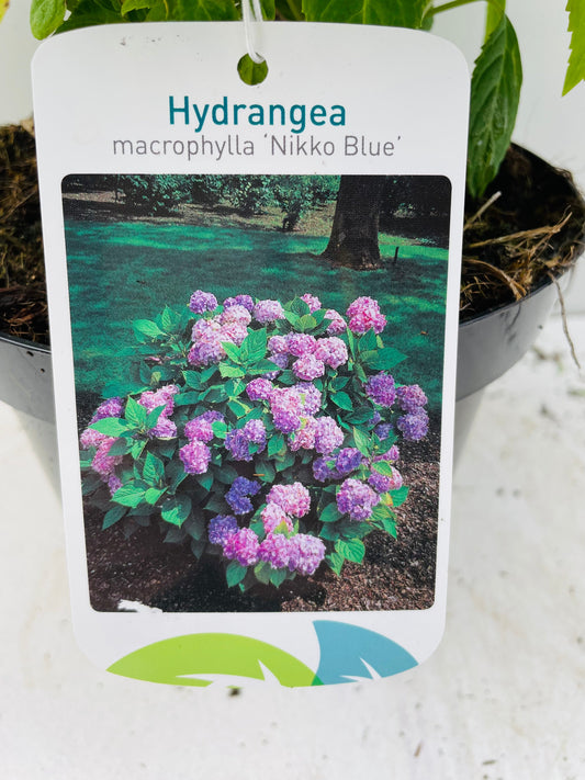 Bilde av HYDRANGEA MACR. NIKKO BLUE-Spanne Plantesalg