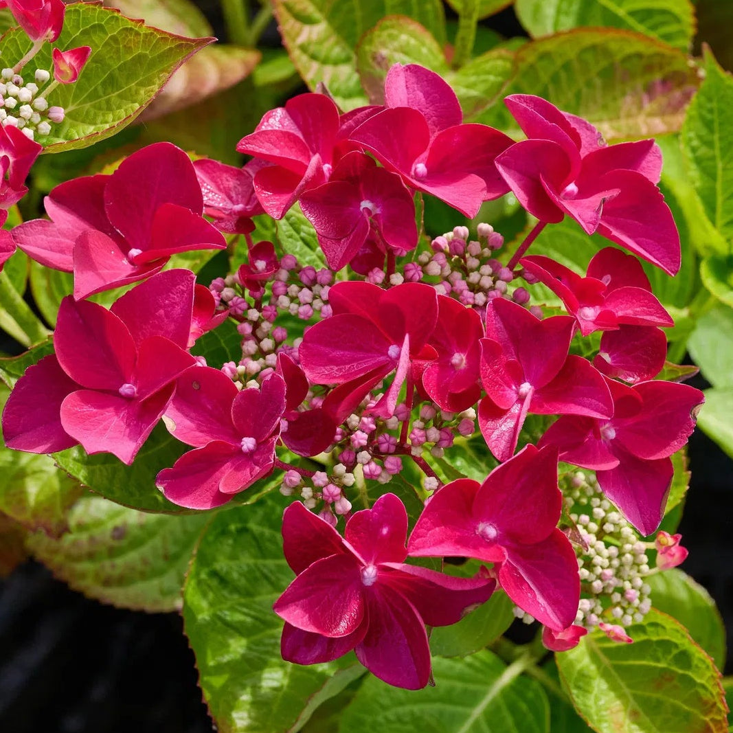 Bilde av Hydrangea macr. Teller red-Spanne Plantesalg
