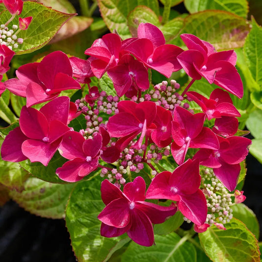 Bilde av Hydrangea macr. Teller red-Spanne Plantesalg