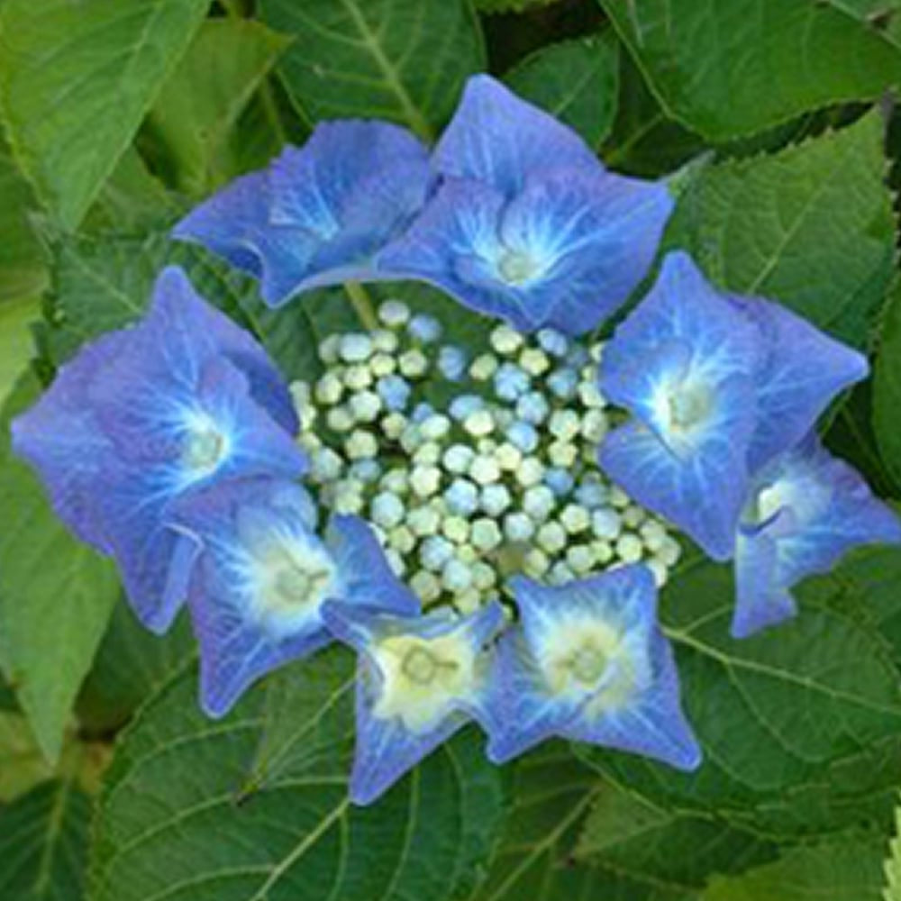 Bilde av Hydrangea m. Teller Blue-Spanne Plantesalg