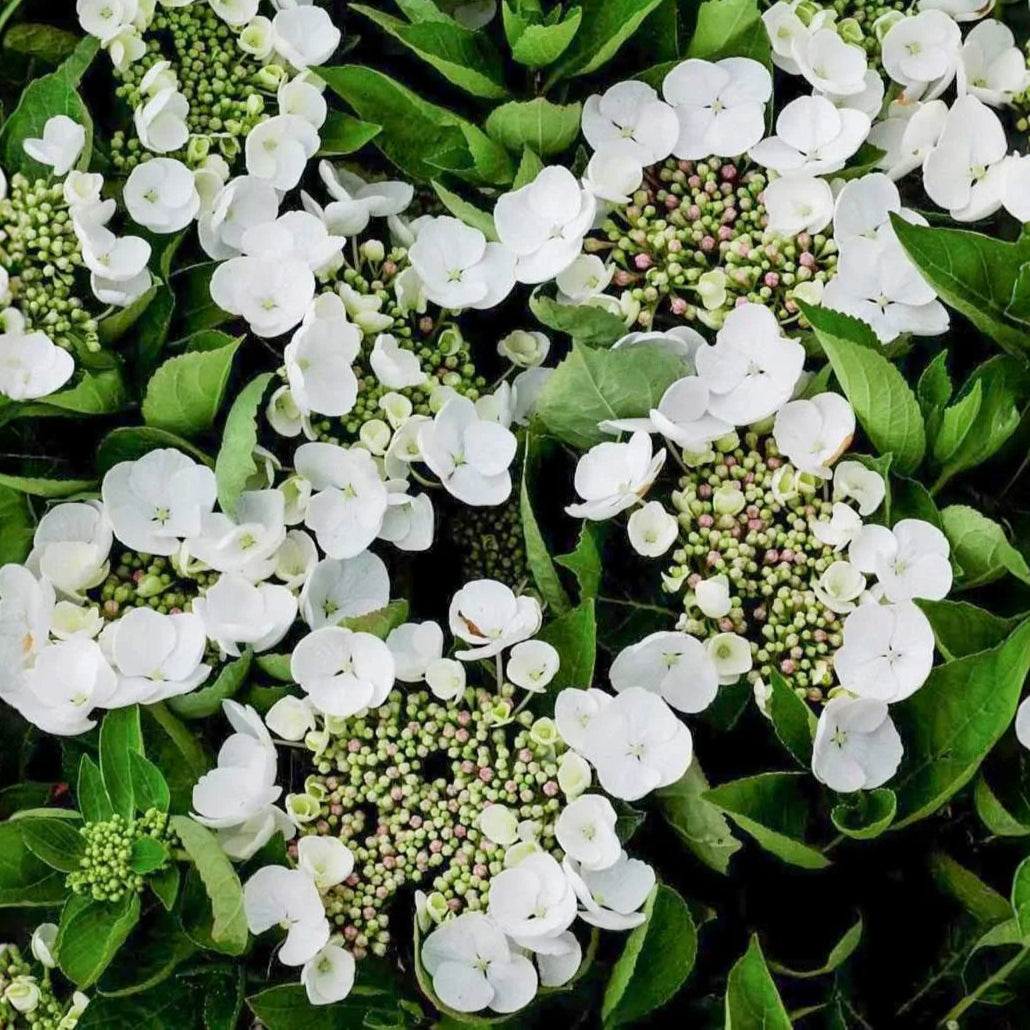 Bilde av Hydrangea m. Teller White-Spanne Plantesalg