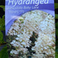 Bilde av Hydrangea pan. 'Baby Lace'-Spanne Plantesalg