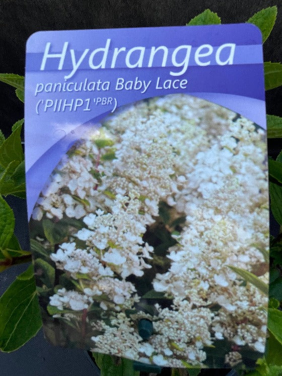 Bilde av Hydrangea pan. 'Baby Lace'-Spanne Plantesalg