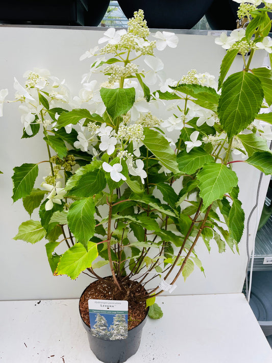 Bilde av HYDRANGEA PAN. LEVANA-Spanne Plantesalg