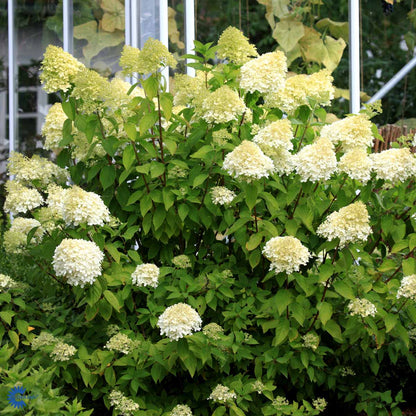 Bilde av Hydrangea pan. 'Limelight'® Stamme 60 cm-Spanne Plantesalg