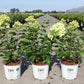 Bilde av Hydrangea Pan. Little Lime Proven Winners®-Spanne Plantesalg