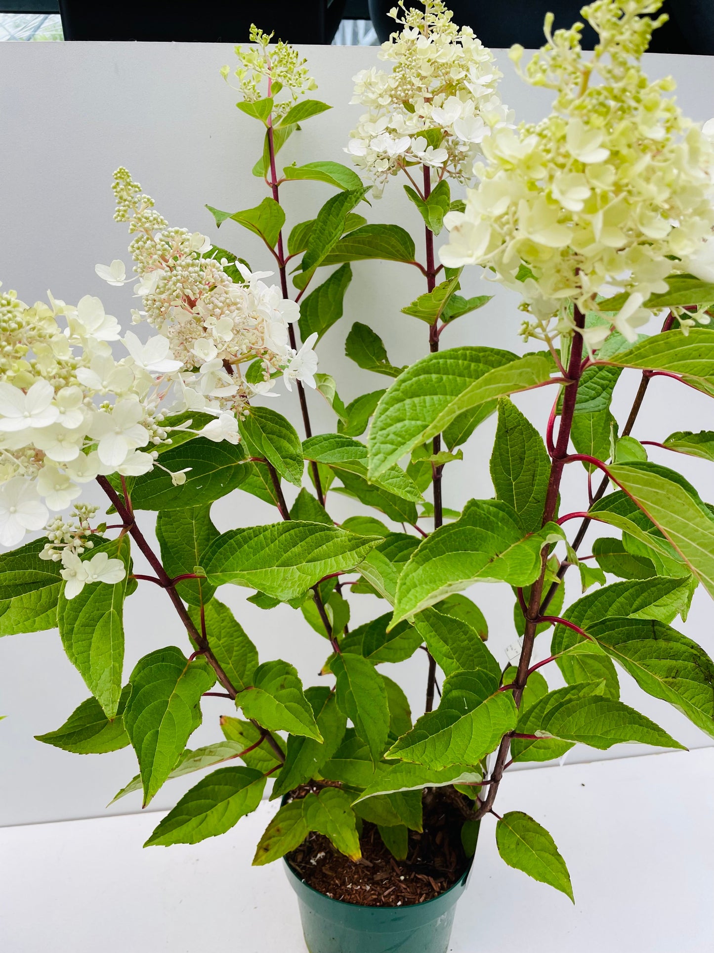 Bilde av HYDRANGEA PAN. PINKY WINKY-Spanne Plantesalg