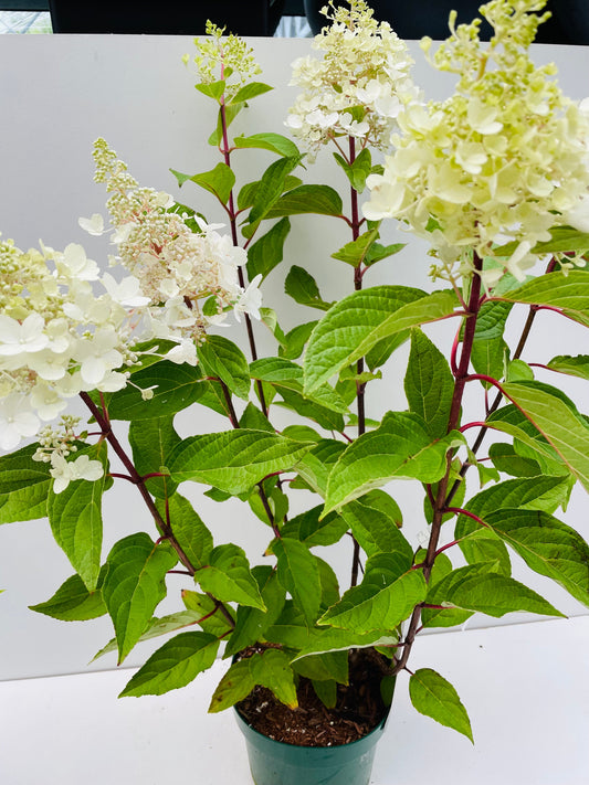 Bilde av HYDRANGEA PAN. PINKY WINKY-Spanne Plantesalg