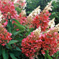 Bilde av Hydrangea pan. Pinky Winky stamme-Spanne Plantesalg