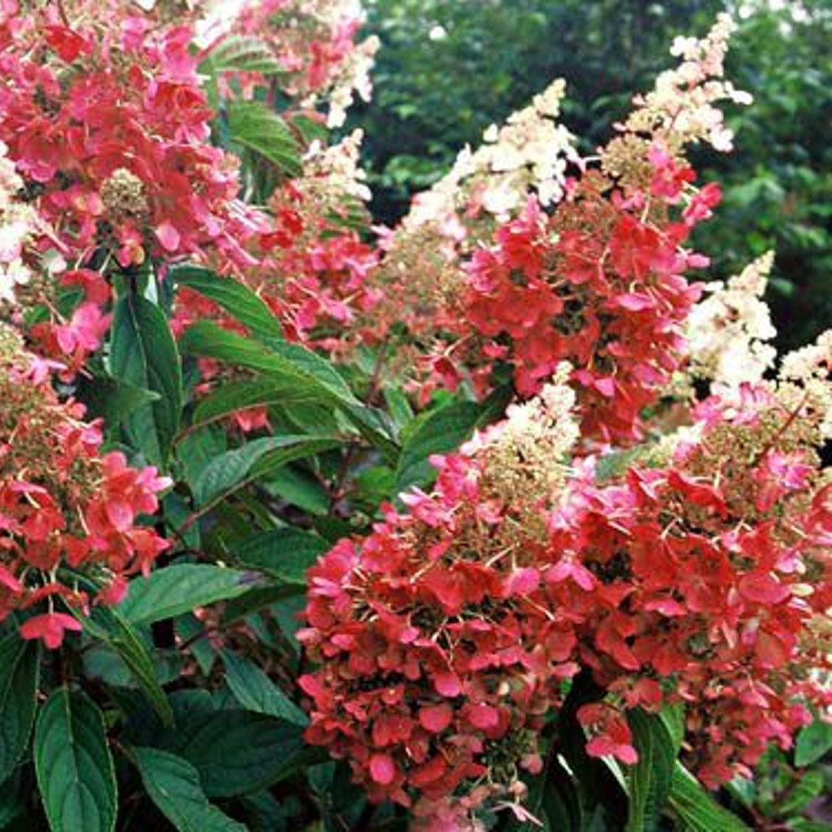 Bilde av Hydrangea pan. Pinky Winky stamme-Spanne Plantesalg