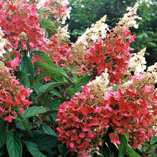 Bilde av Hydrangea pan. Pinky Winky stamme-Spanne Plantesalg