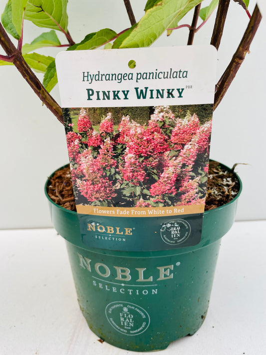 Bilde av HYDRANGEA PAN. PINKY WINKY-Spanne Plantesalg