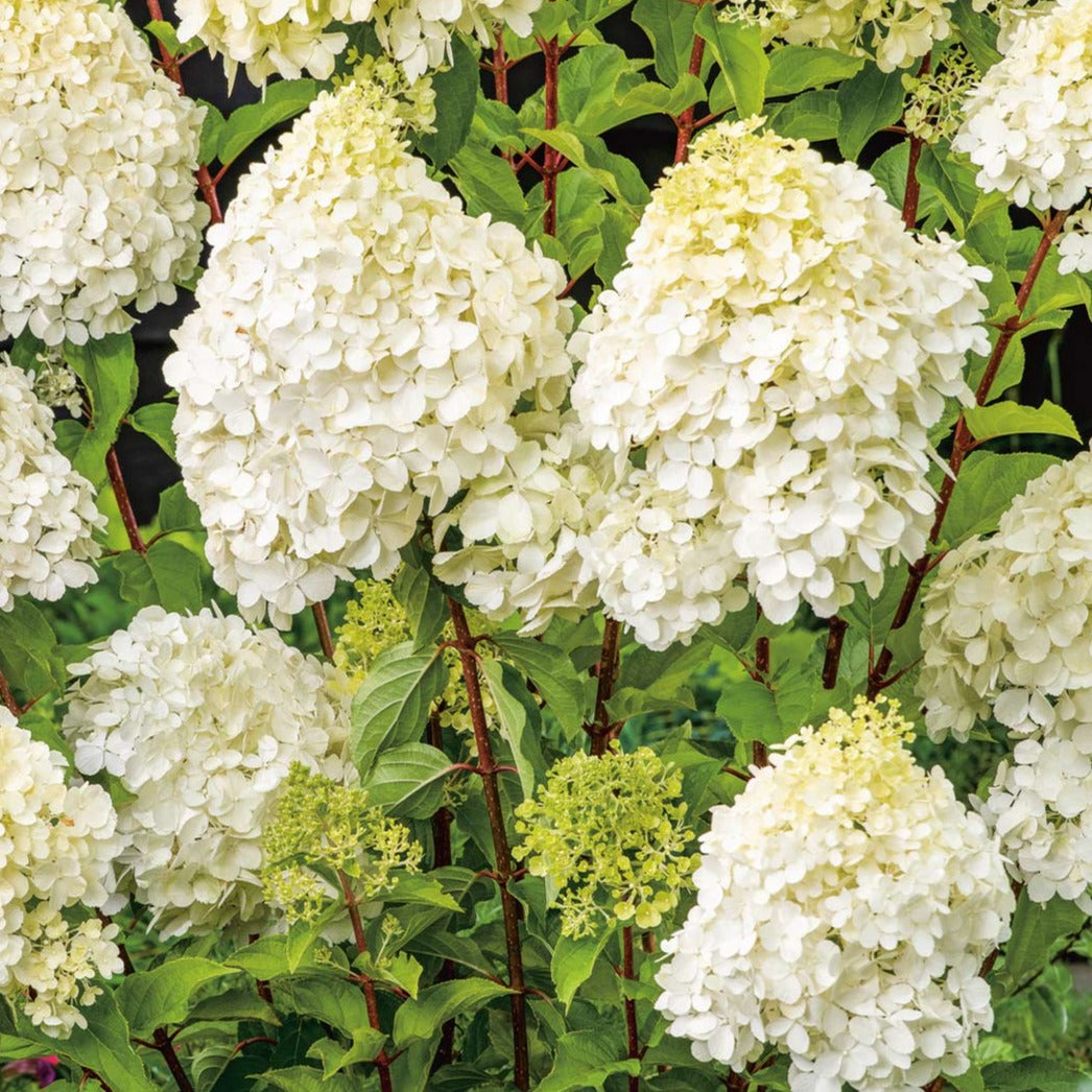 Bilde av Hydrangea pan. 'Polar Bear' ®-Spanne Plantesalg