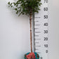 Bilde av HYDRANGEA PAN. PETITE CHERRY®-Spanne Plantesalg