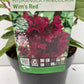 Bilde av HYDRANGEA PAN. WIM´S RED-Spanne Plantesalg