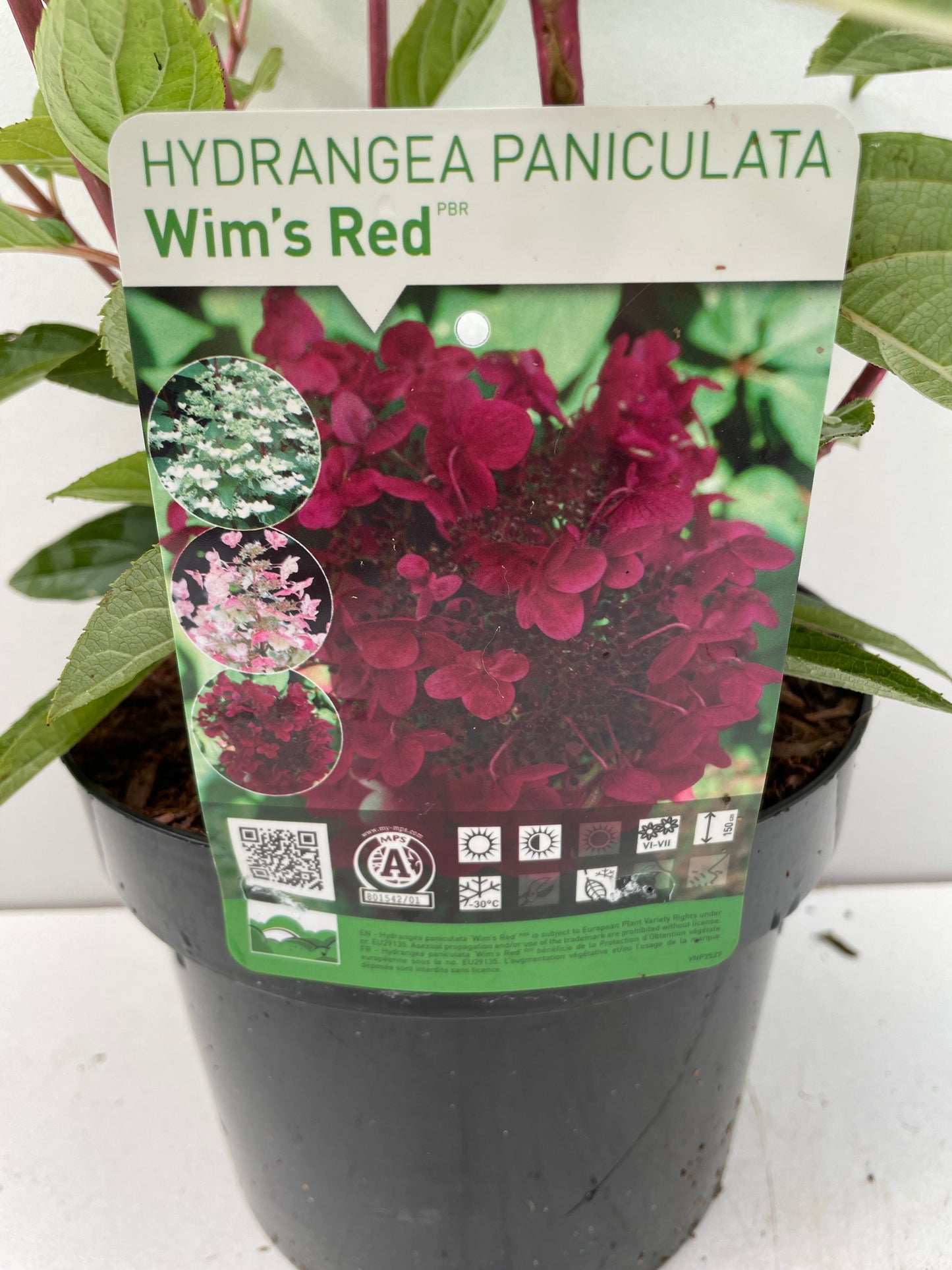 Bilde av HYDRANGEA PAN. WIM´S RED-Spanne Plantesalg