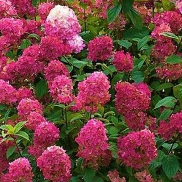 Bilde av HYDRANGEA PAN. WIM´S RED©-Spanne Plantesalg