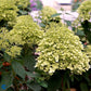 Bilde av Hydrangea paniculata 'Limelight'-Spanne Plantesalg