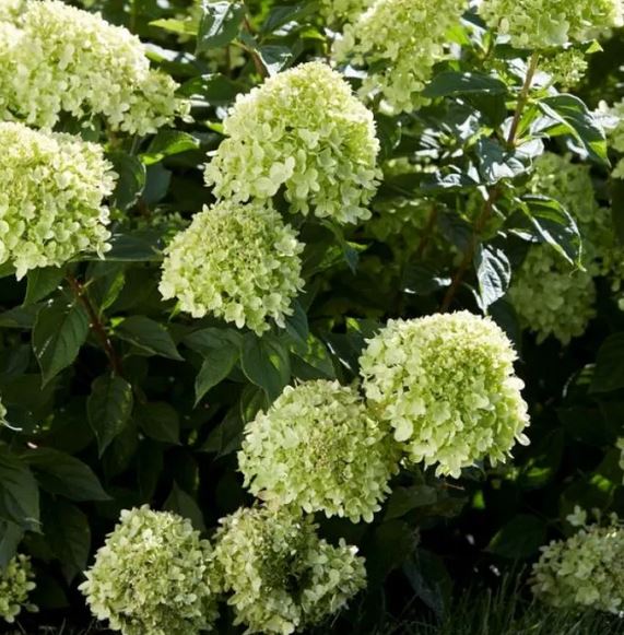 Bilde av HYDRANGEA PAN. LITTLE LIME©-Spanne Plantesalg