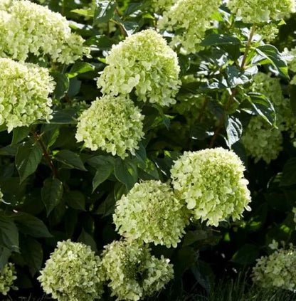 Bilde av HYDRANGEA PAN. LITTLE LIME©-Spanne Plantesalg