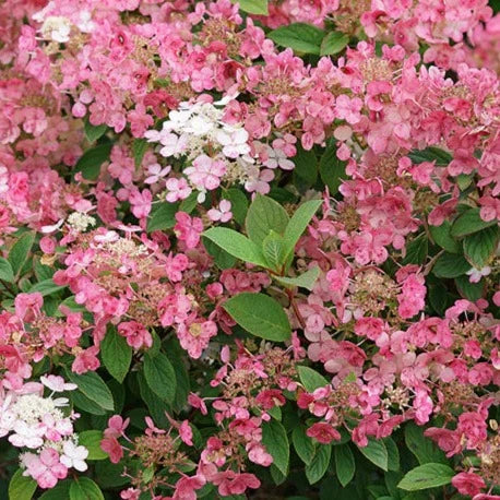 Bilde av Hydrangea paniculata Little Quick Fire-Spanne Plantesalg