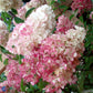 Bilde av Hydrangea paniculata 'Vanille Fraise'-Spanne Plantesalg