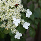 Bilde av Hydrangea petiolaris 'Silver Lining'-Spanne Plantesalg