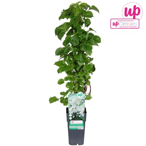Bilde av Hydrangea petiolaris-Spanne Plantesalg