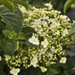 Bilde av Hydrangea petiolaris-Spanne Plantesalg