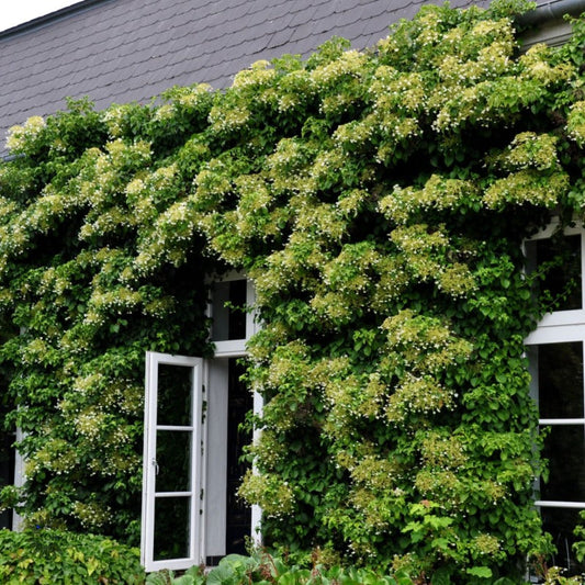 Bilde av Hydrangea petiolaris-Spanne Plantesalg