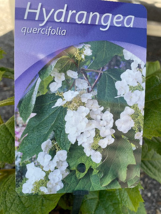 Bilde av Hydrangea quercifolia-Spanne Plantesalg