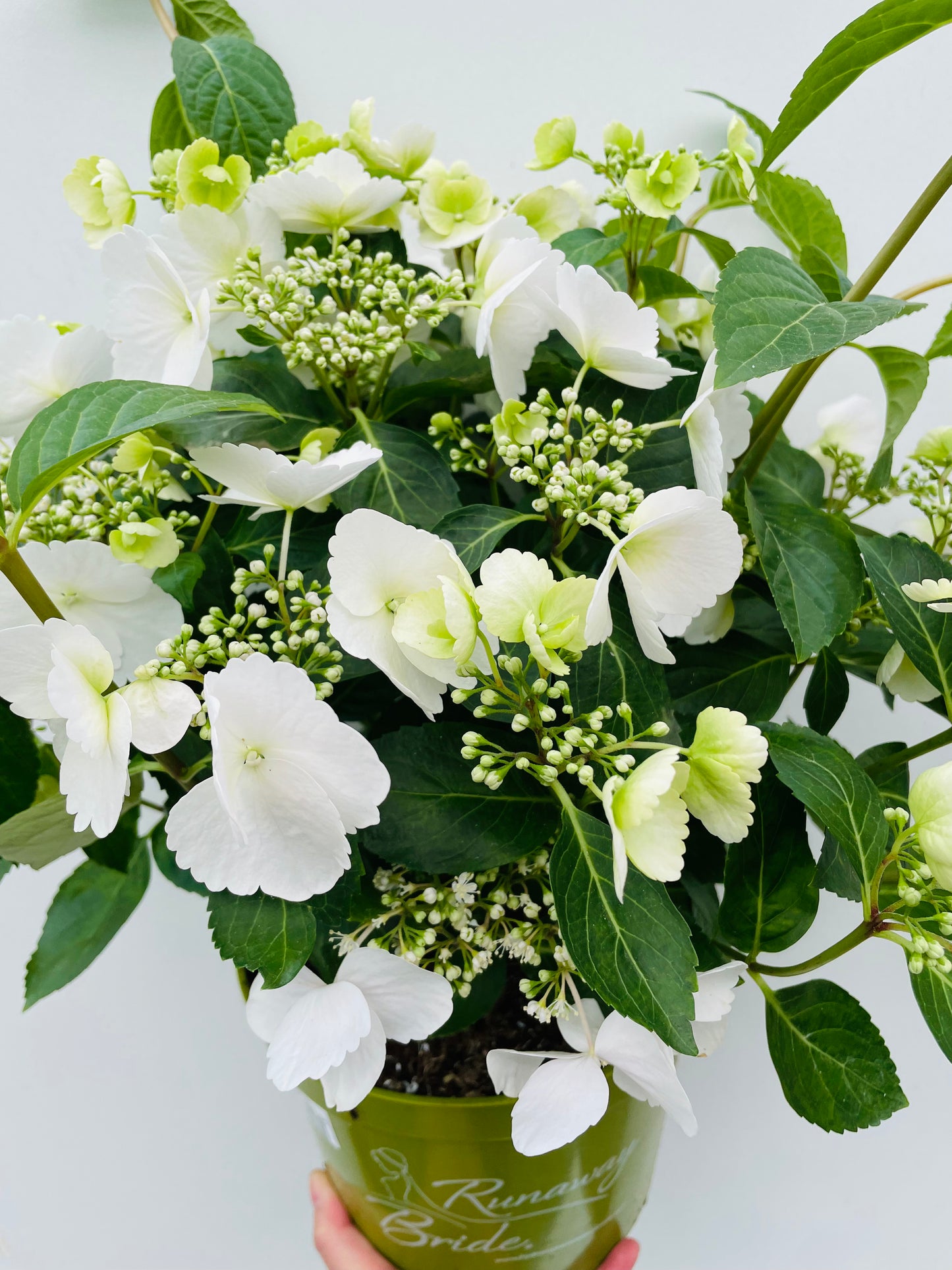 Bilde av Hydrangea ‘Runaway Bride’-Spanne Plantesalg