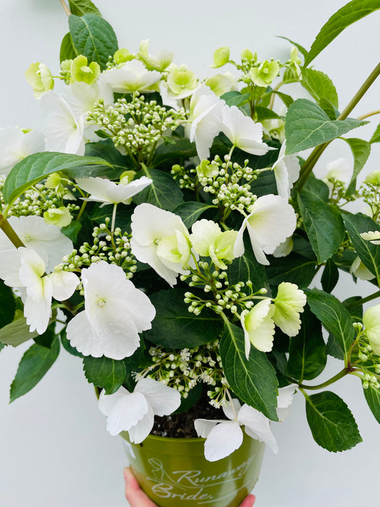 Bilde av Hydrangea ‘Runaway Bride’-Spanne Plantesalg