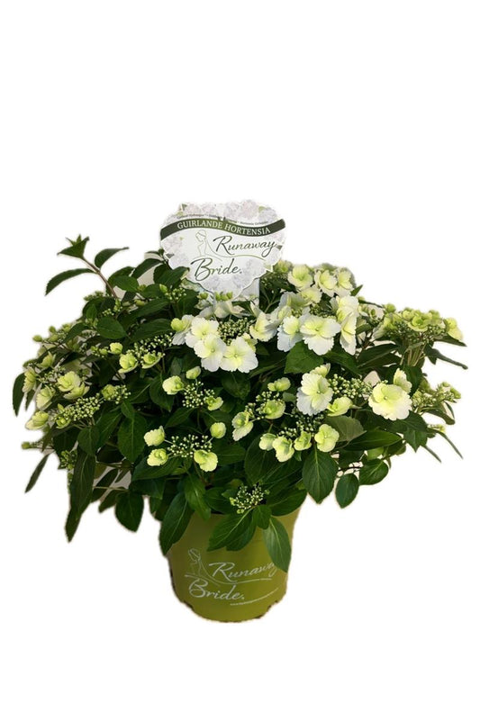 Bilde av HYDRANGEA RUNAWAY BRIDE-Spanne Plantesalg