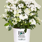 Bilde av HYDRANGEA RUNAWAY BRIDE®-Spanne Plantesalg