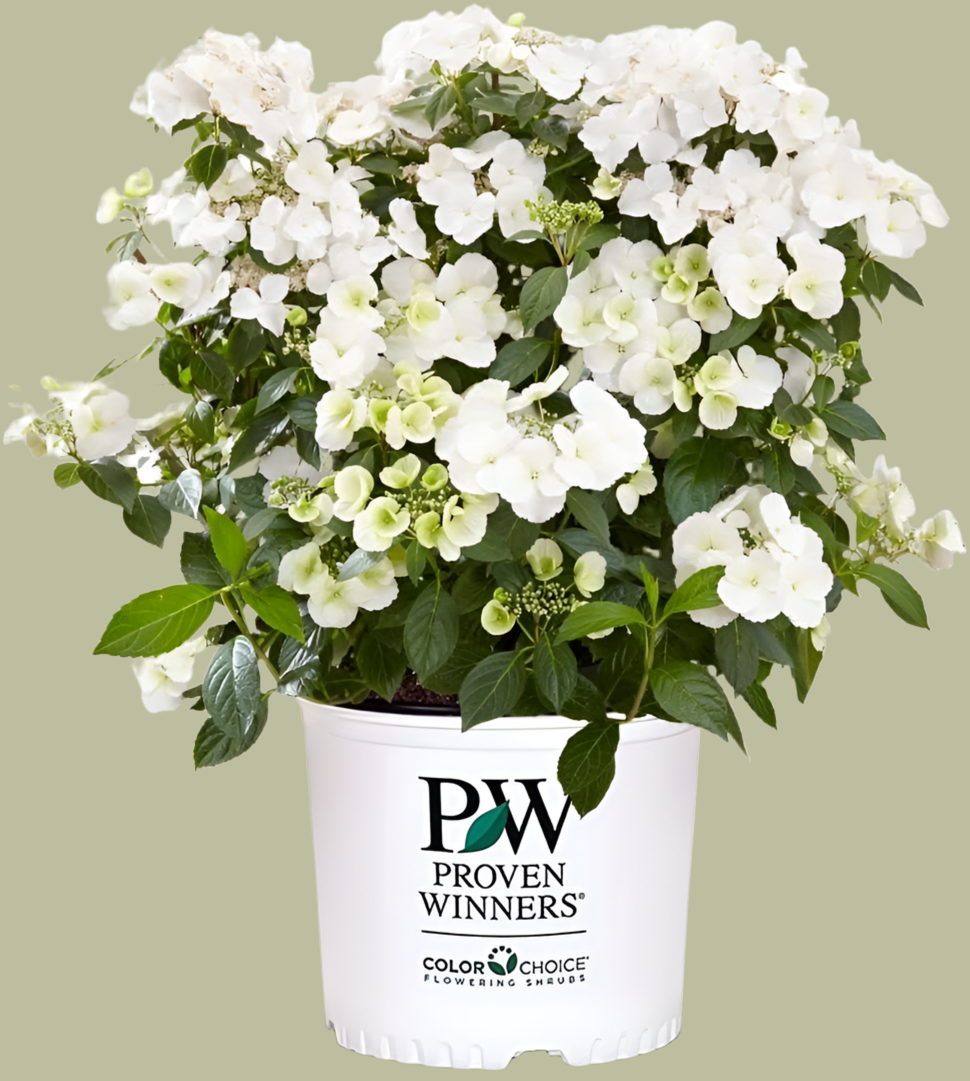 Bilde av HYDRANGEA RUNAWAY BRIDE®-Spanne Plantesalg