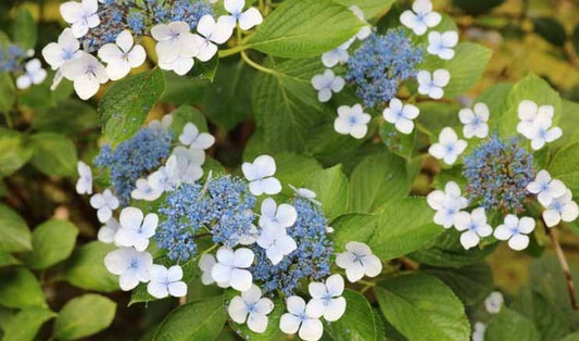 Bilde av HYDRANGEA SERR. BLUEBIRD-Spanne Plantesalg