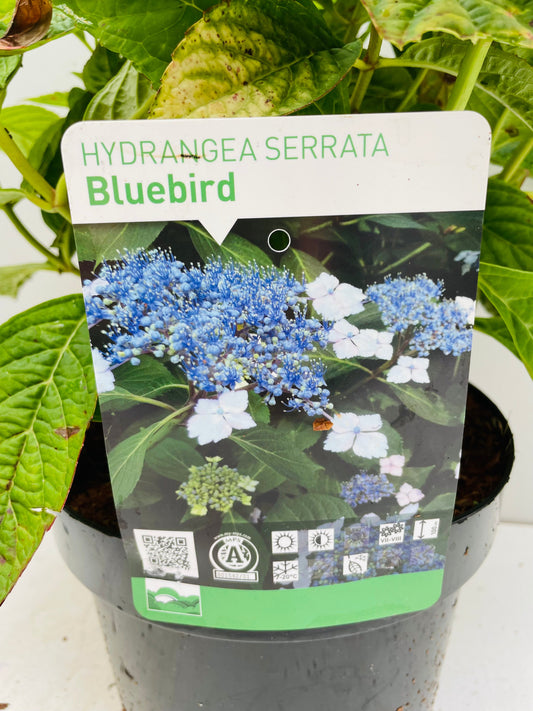 Bilde av HYDRANGEA SERRATA BLUEBIRD-Spanne Plantesalg