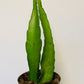 Bilde av Hylocereus undatus ‘Dragon Fruit’-Spanne Plantesalg