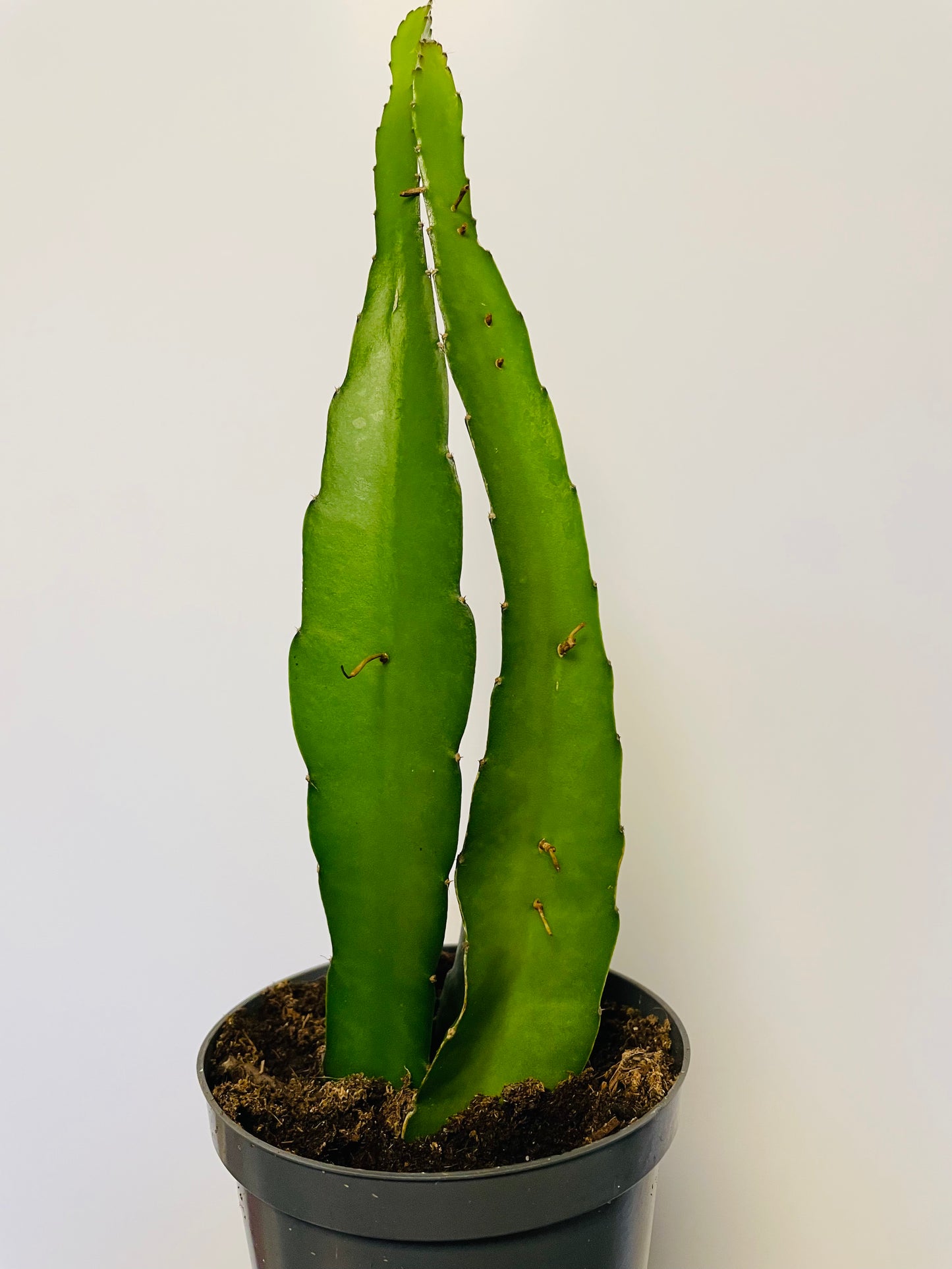 Bilde av Hylocereus undatus ‘Dragon Fruit’-Spanne Plantesalg